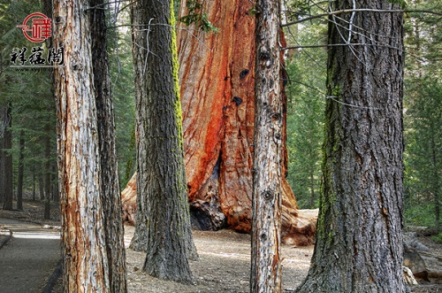 红木材质：铁刀木是什么 铁刀木百科大全